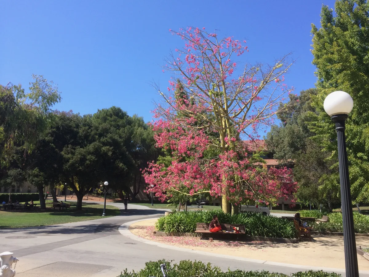A pink-flowering tree over a campus path, one person eating lunch on the bench beneath it.
