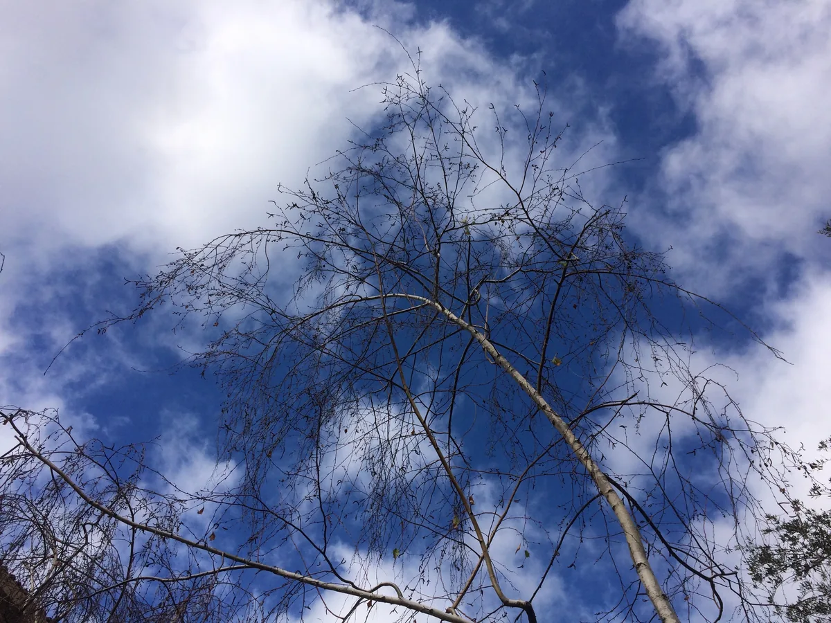 Looking straight up into the bare branches of a birch against blue sky and torn white cloud.