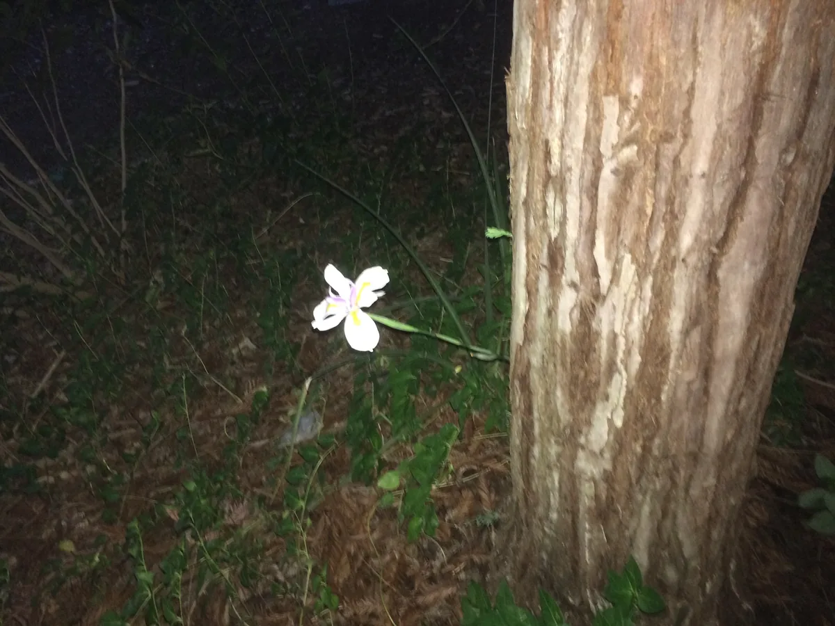 A single white iris caught by flash at night, beside the pale trunk of a stripped tree.
