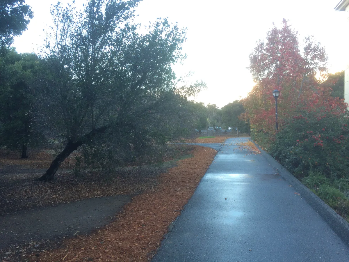 A wet path through autumn — a leaning oak on one side, a red-leaved tree and a lamp on the other.