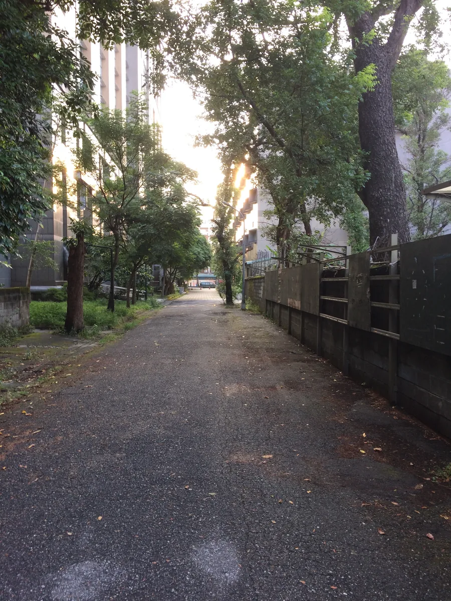 An empty lane between tall buildings, low sun burning through the trees at the far end.